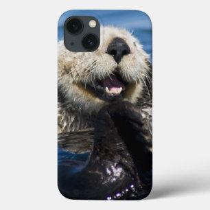 California Sea Otter Enhydra lutris) grooms iPhone 13 Case