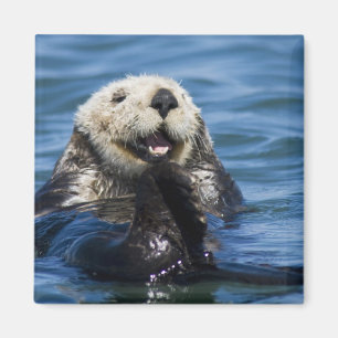 California Sea Otter Enhydra lutris) grooms Magnet