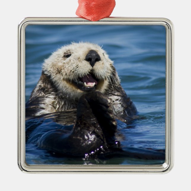 California Sea Otter Enhydra lutris) grooms Metal Ornament (Front)