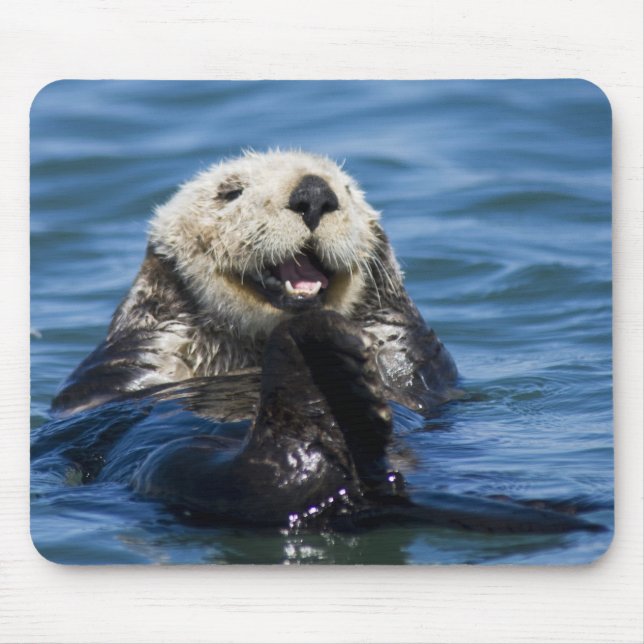 California Sea Otter Enhydra lutris) grooms Mouse Pad (Front)