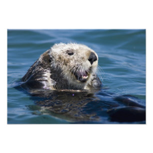 California Sea Otter Enhydra lutris) grooms Photo Print