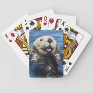 California Sea Otter Enhydra lutris) grooms Playing Cards