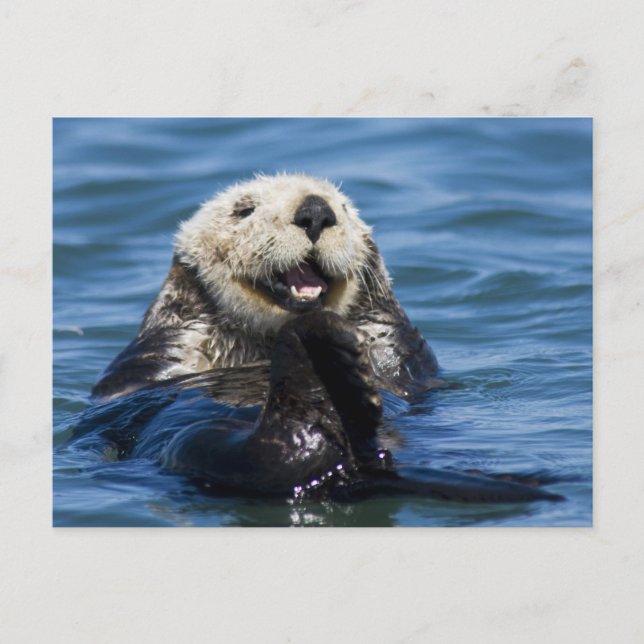 California Sea Otter Enhydra lutris) grooms Postcard (Front)