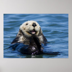 California Sea Otter Enhydra lutris) grooms Poster
