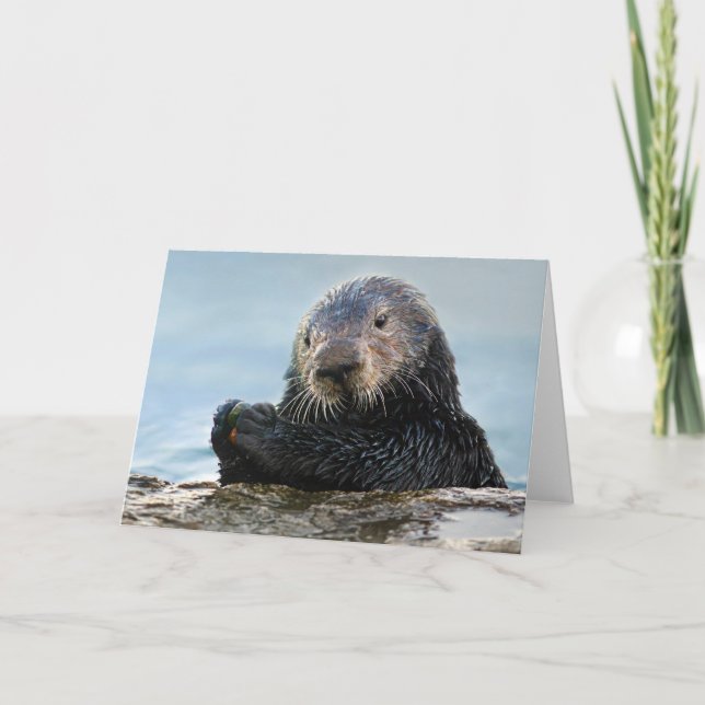 California Sea Otter Playing with Stone Card (Front)