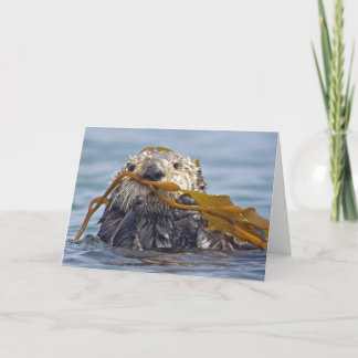 California Sea Otter Wrapped in Bull Kelp. Card