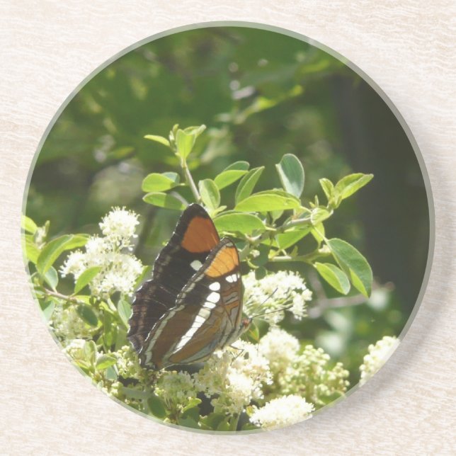 California Sister Butterfly in Yosemite Coaster (Front)