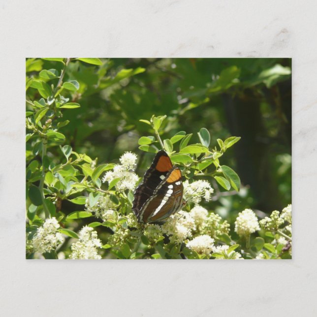 California Sister Butterfly in Yosemite Postcard (Front)