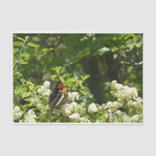 California Sister Butterfly in Yosemite Tissue Paper
