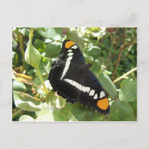 California Sister Butterfly Postcard