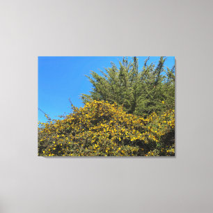 California Spring Canvas Print