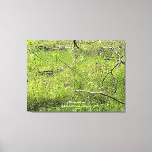 California Spring Canvas Print