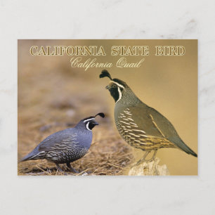 California State Bird - California Quail Postcard