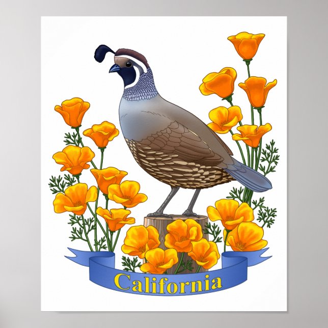 California State Bird Quail & Golden Poppy Poster (Front)