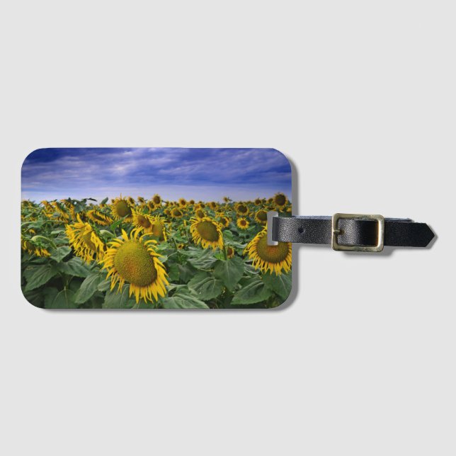 California Sunflower Fields Luggage Tag (Front Horizontal)