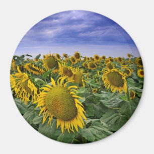 California Sunflower Fields Magnet