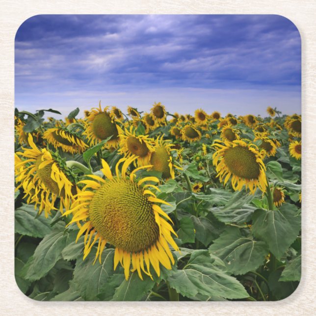 California Sunflower Fields Square Paper Coaster (Front)