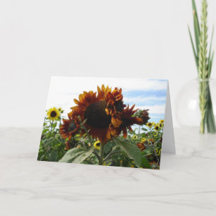 California Sunflowers Card