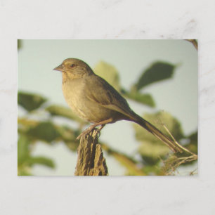 California Towhee Postcard