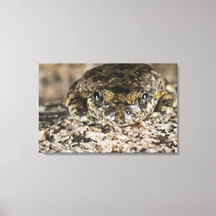 California tree frog,(Pseudacris cadaverina), Canvas Print