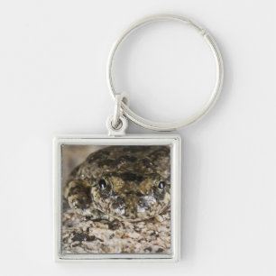 California tree frog,(Pseudacris cadaverina), Keychain