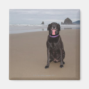 California, USA Magnet