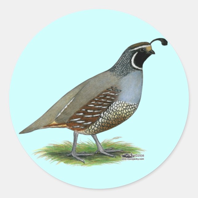 California Valley Quail Classic Round Sticker (Front)