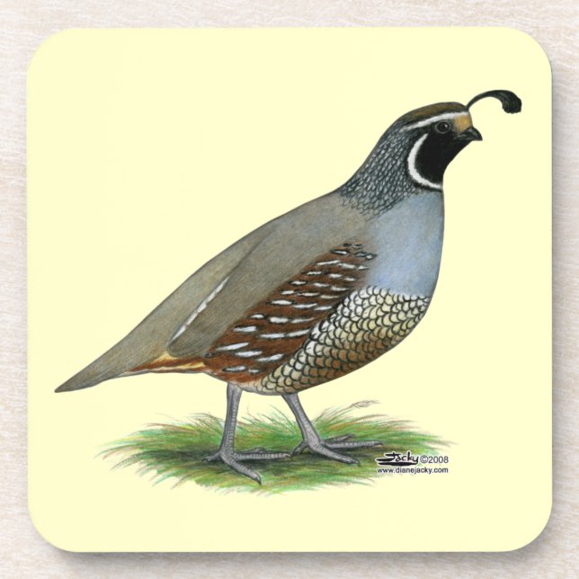 California Valley Quail Coaster (Front)