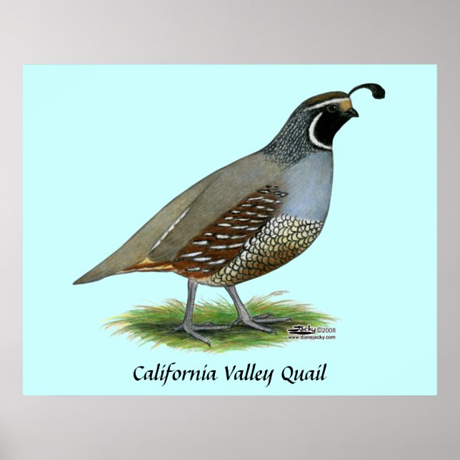California Valley Quail Poster (Front)