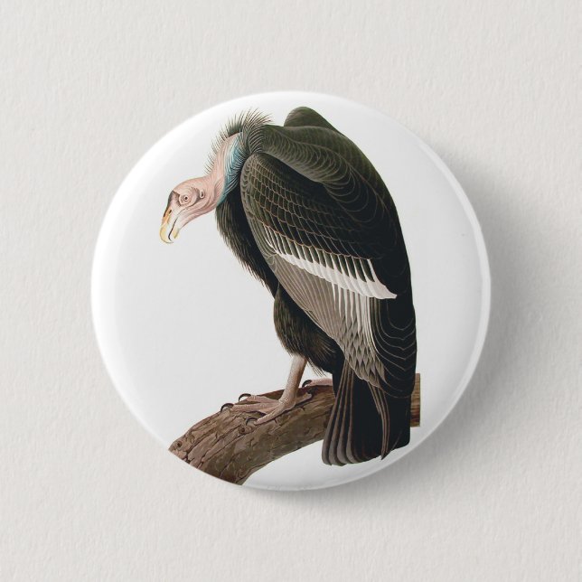 California Vulture (Condor), Audubon Fine Art 2 Inch Round Button (Front)