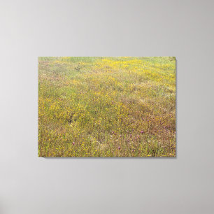 California Wildflower Impressions Canvas Print