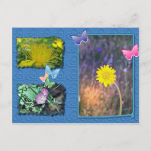 California Wildflower Post Card