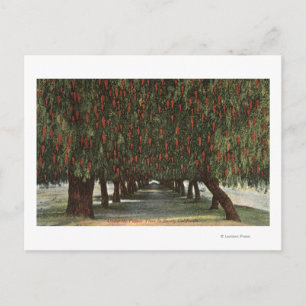 CaliforniaGroves of Pepper Trees Postcard