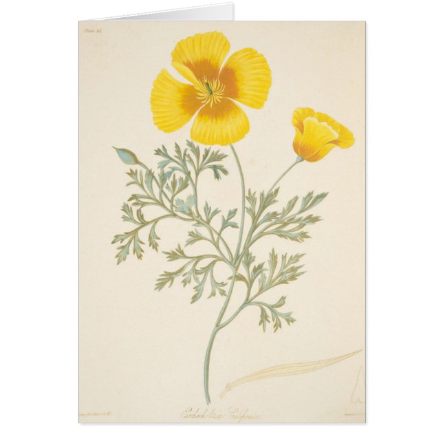 Californian Eschscholtzia (Front)