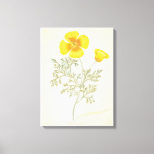 Californian Eschscholtzia Canvas Print