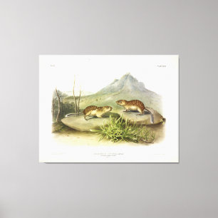 Californian Marmot-Squirrel, Mexican Ground Squrrl Canvas Print