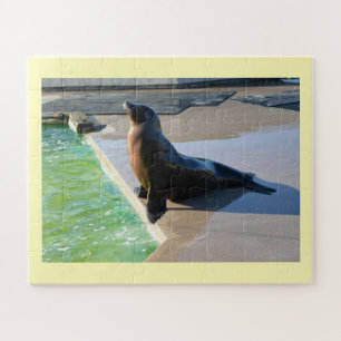 Californian sea lion jigsaw puzzle