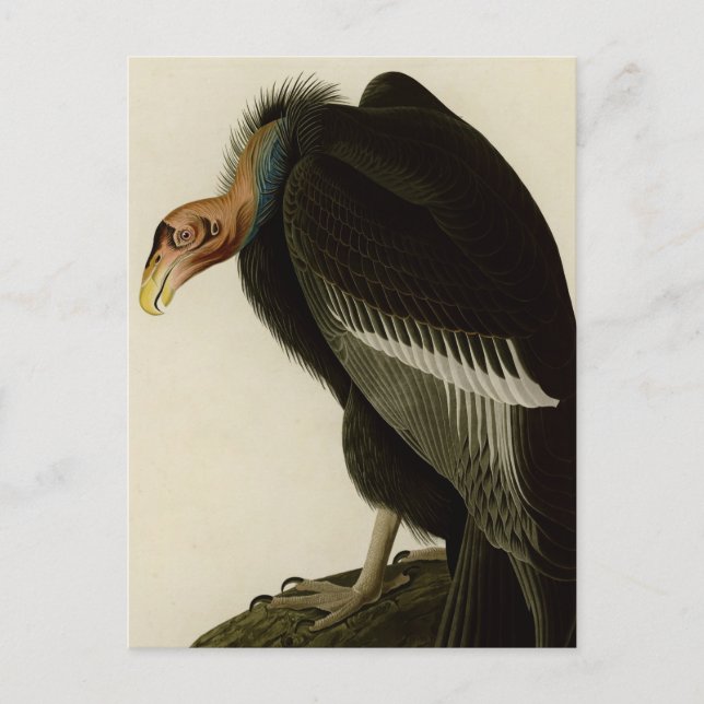 Californian Vulture Postcard (Front)
