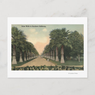 CaliforniaPalms Alongside Road Postcard