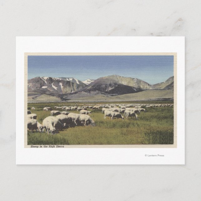 CaliforniaSheep Grazing in the High Sierra Postcard (Front)