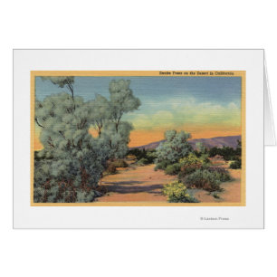 CaliforniaView of Smoke Trees in Desert