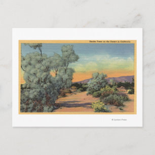 CaliforniaView of Smoke Trees in Desert Postcard