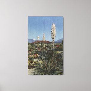 CaliforniaYucca Cacti in Bloom in Desert Canvas Print