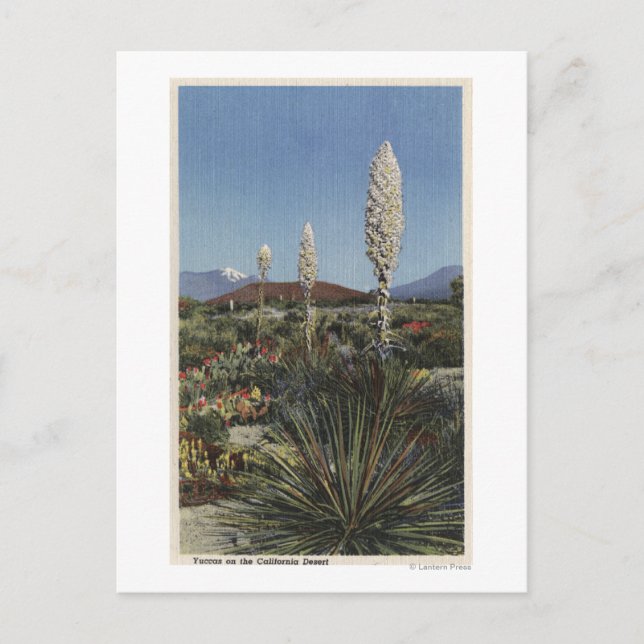 CaliforniaYucca Cacti in Bloom in Desert Postcard (Front)
