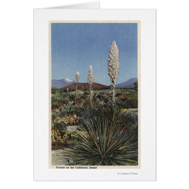 Californie Cactus du Yucca en fleurs dans le déser (Devant)