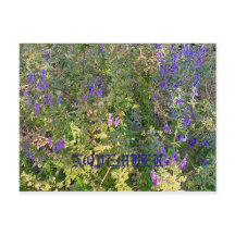 CALIFORNIE COULEURS NATIVES : CARTE POSTALE NOVEMB