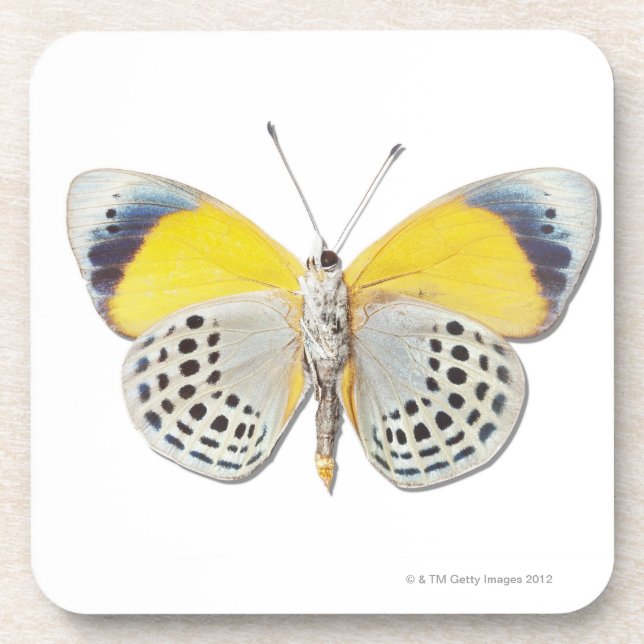 Calithea davisi coaster (Front)