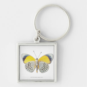 Calithea davisi keychain