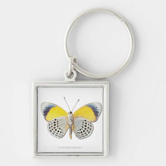 Calithea davisi keychain (Front)
