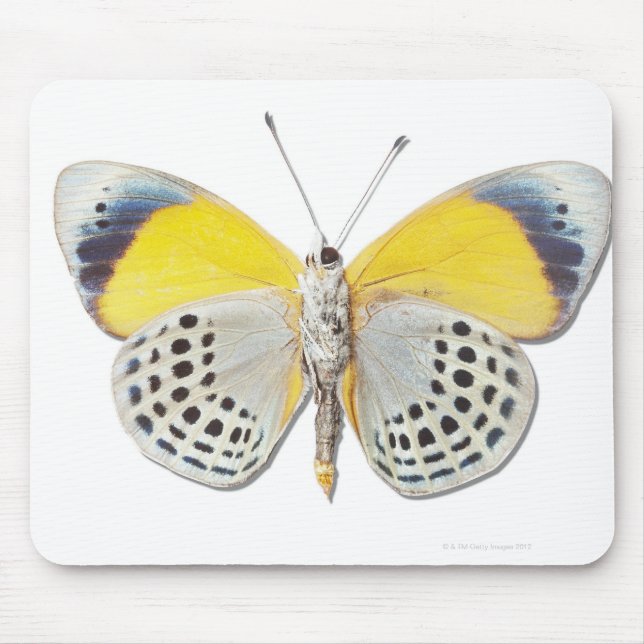 Calithea davisi mouse pad (Front)